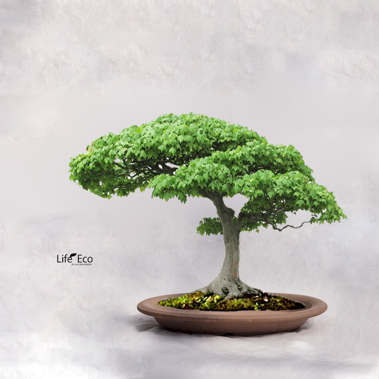 盆栽鉢 常滑焼 ウ泥 南蛮皿 W25.5cm×D19.5cm×H3.5cm（