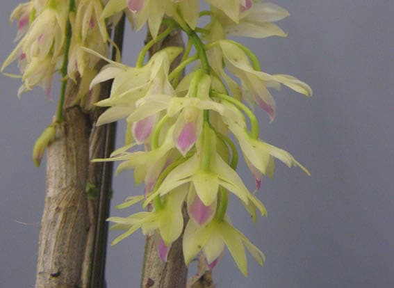 まらぎ　アメジストグロッサム　セレベンシス デンドロビューム アメジストグロッサム<BR>Den.amethystoglossum【花