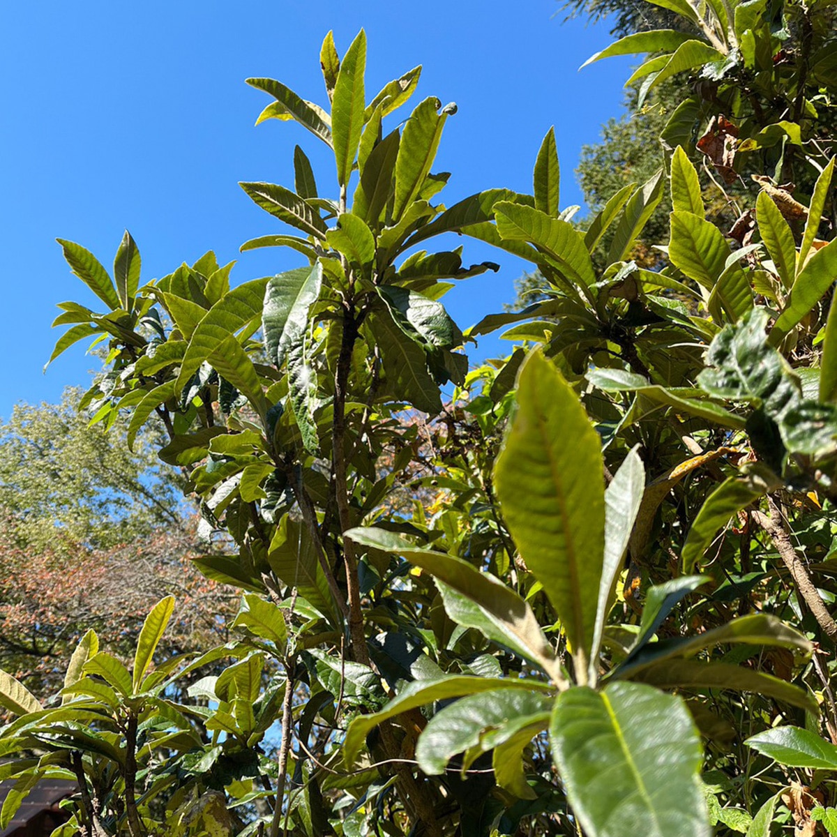 乳液】むゆうせんミルキーローション MUYU-SEN MilkyLotion 50ml