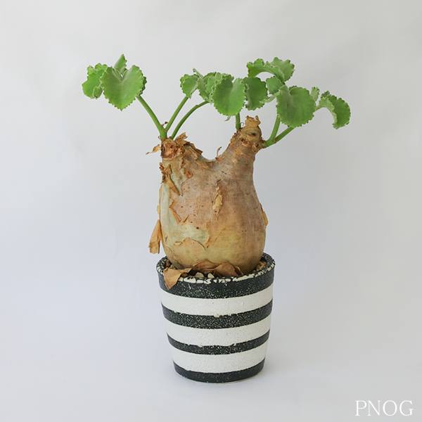 キフォステンマ ウター マクロプス【産地アンゴラ】 by PNOG