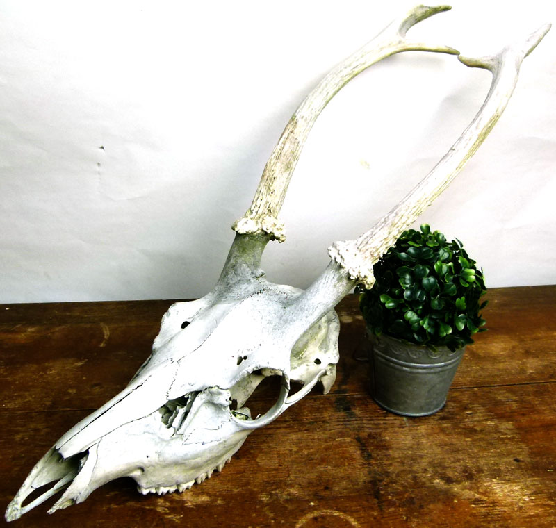 鹿の頭骨 角付き インテリア用 魔除け ニホンジカ 2本 パキポんぐ 鹿の