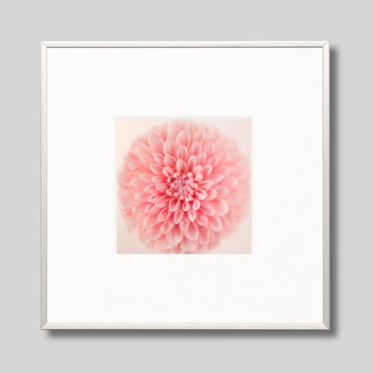 アクリル画 白いダリア アクリル画白いダリア