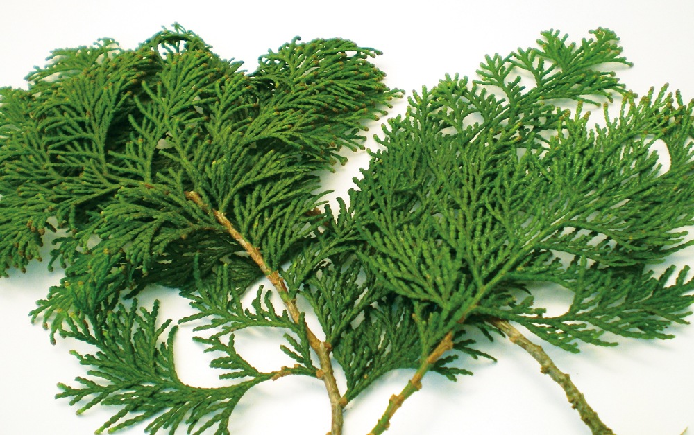 hinokiLAB ひのき精油 枝葉 5ml | アロマ,エッセンシャルオイル