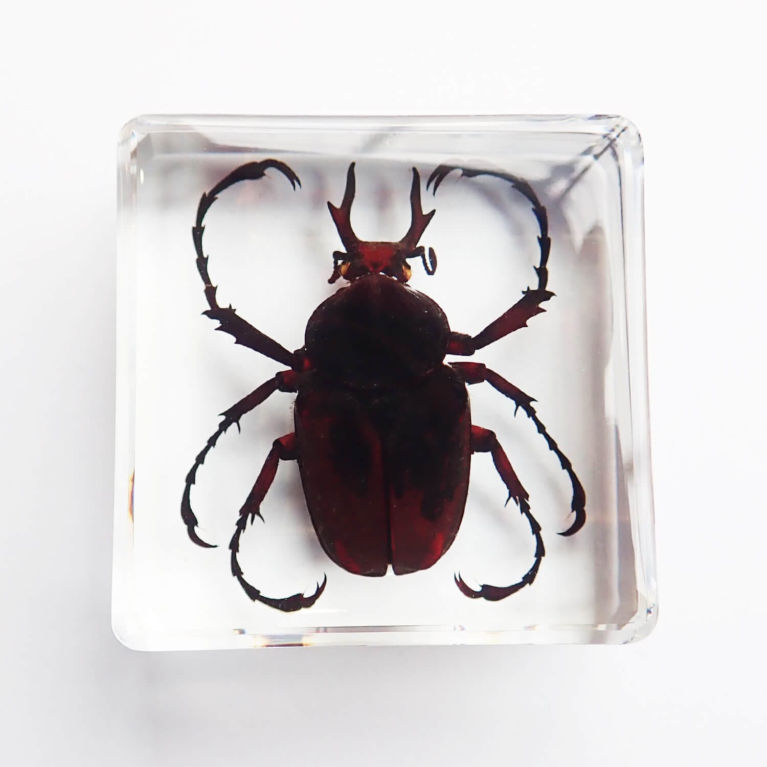 昆虫食 樹脂標本 Dicronocephalus adamsi（チョウセンツノハナムグリ