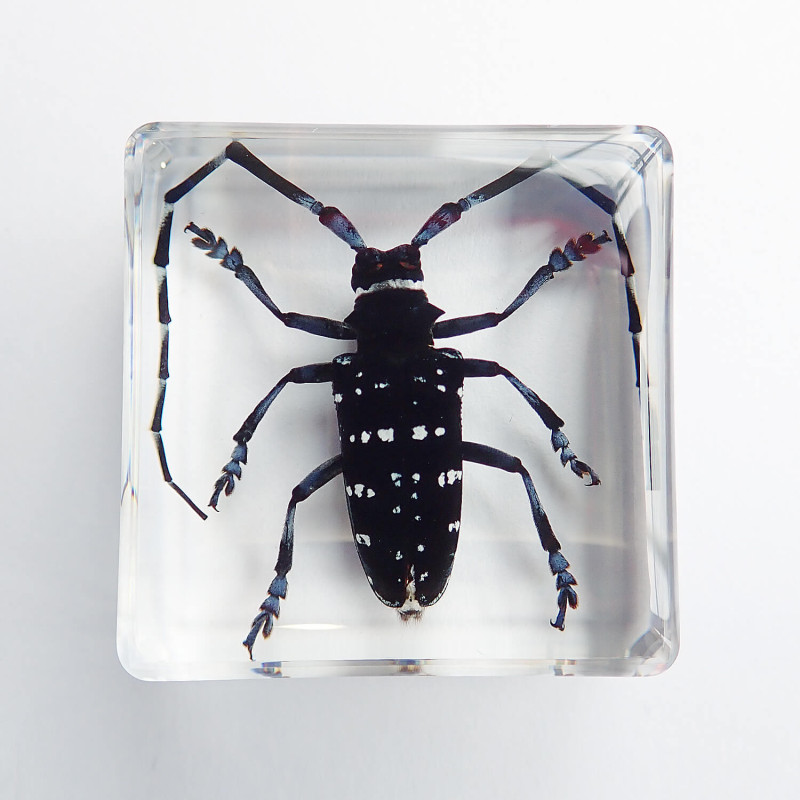 昆虫食 樹脂標本 Anoplophora chinensis（ゴマダラカミキリ） | 昆虫食