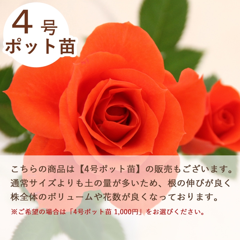 はれるや | 品種で選ぶ,ミニバラ | ミニバラ専門店セントラルローズ