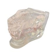 補綴修復用顎模型 (NISSIN DENTAL MODEL) (D16FE-500A(GSF)-QF)