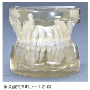 送料無料】透明乳歯 永久歯交換期模型 永久歯交換期(7～9歳頃)