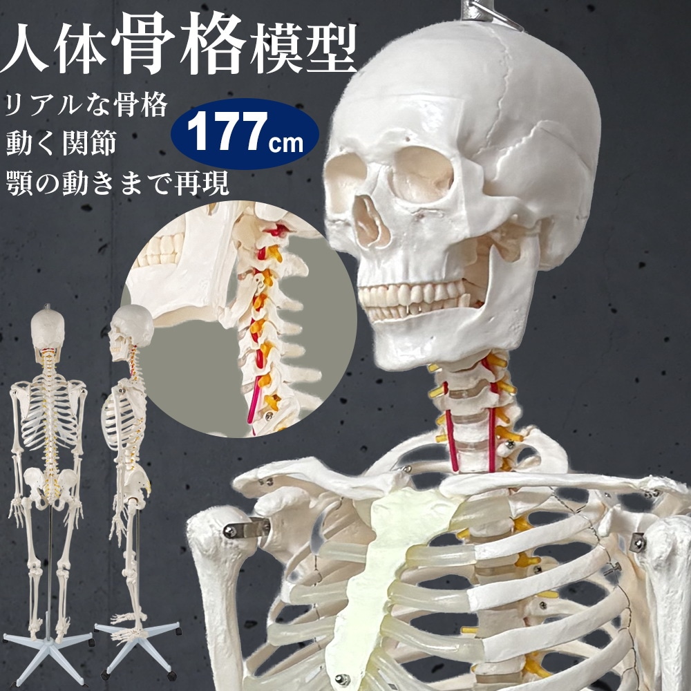 人体模型 骨格模型 等身大 全長177cm 骨格標本 人体骨格模型 吊り下げ