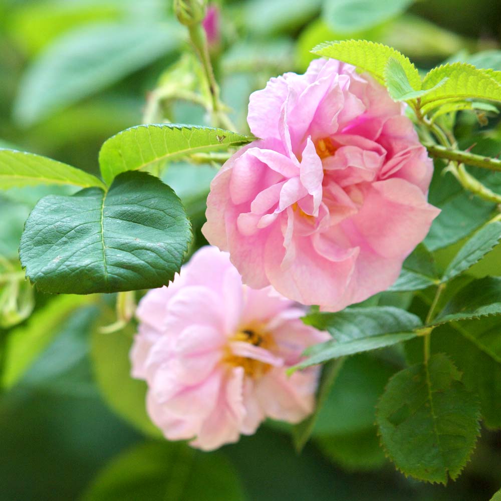 フレーバーライフ】ローズオットー｜エッセンシャルオイル（精油