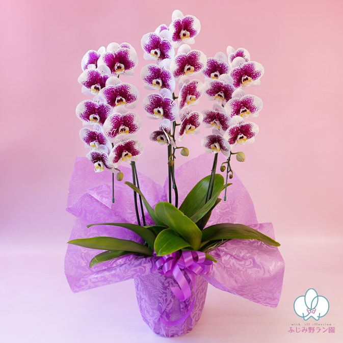 中輪系スポット胡蝶蘭「 雅 -MIYABI-」3本立ち（現在つぼみ多め） | 中