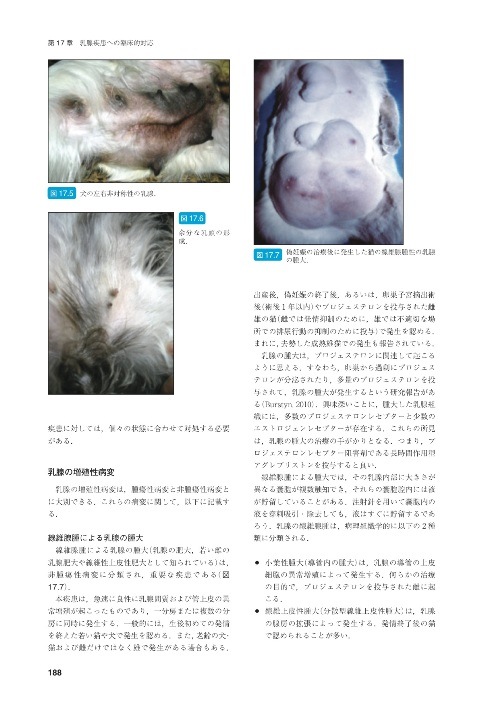 BSAVA 小動物の繁殖と新生子マニュアル《第二版》 | BSAVAマニュアル