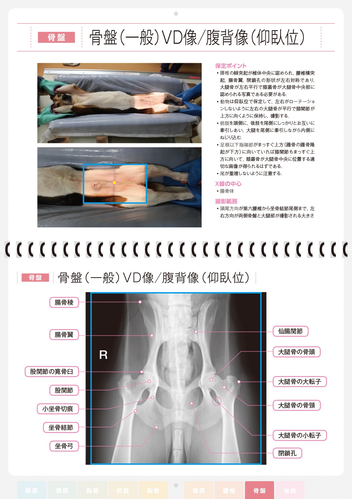 すぐ使える 犬のX線ポジショニングと撮影法 | 臨床獣医学,内科系