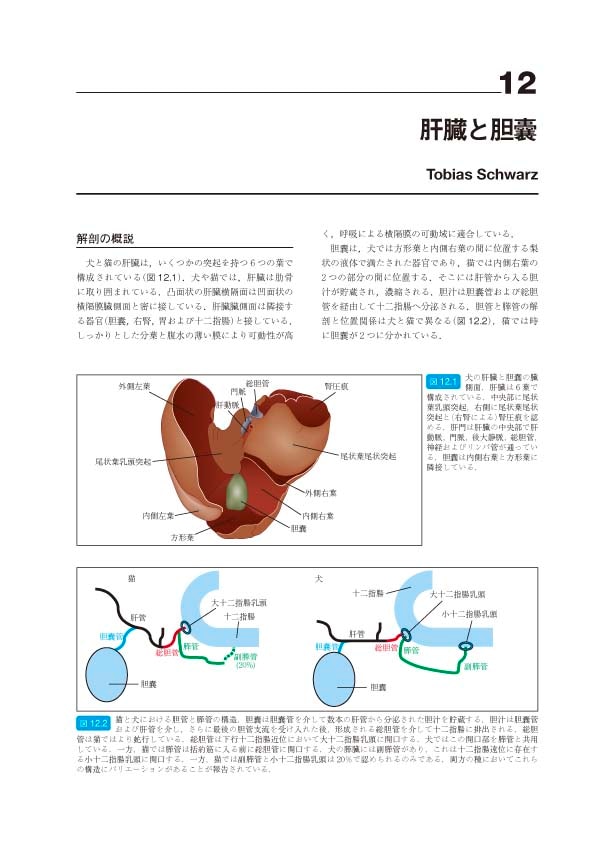 BSAVA 犬と猫の腹部画像診断マニュアル | BSAVAマニュアルシリーズ