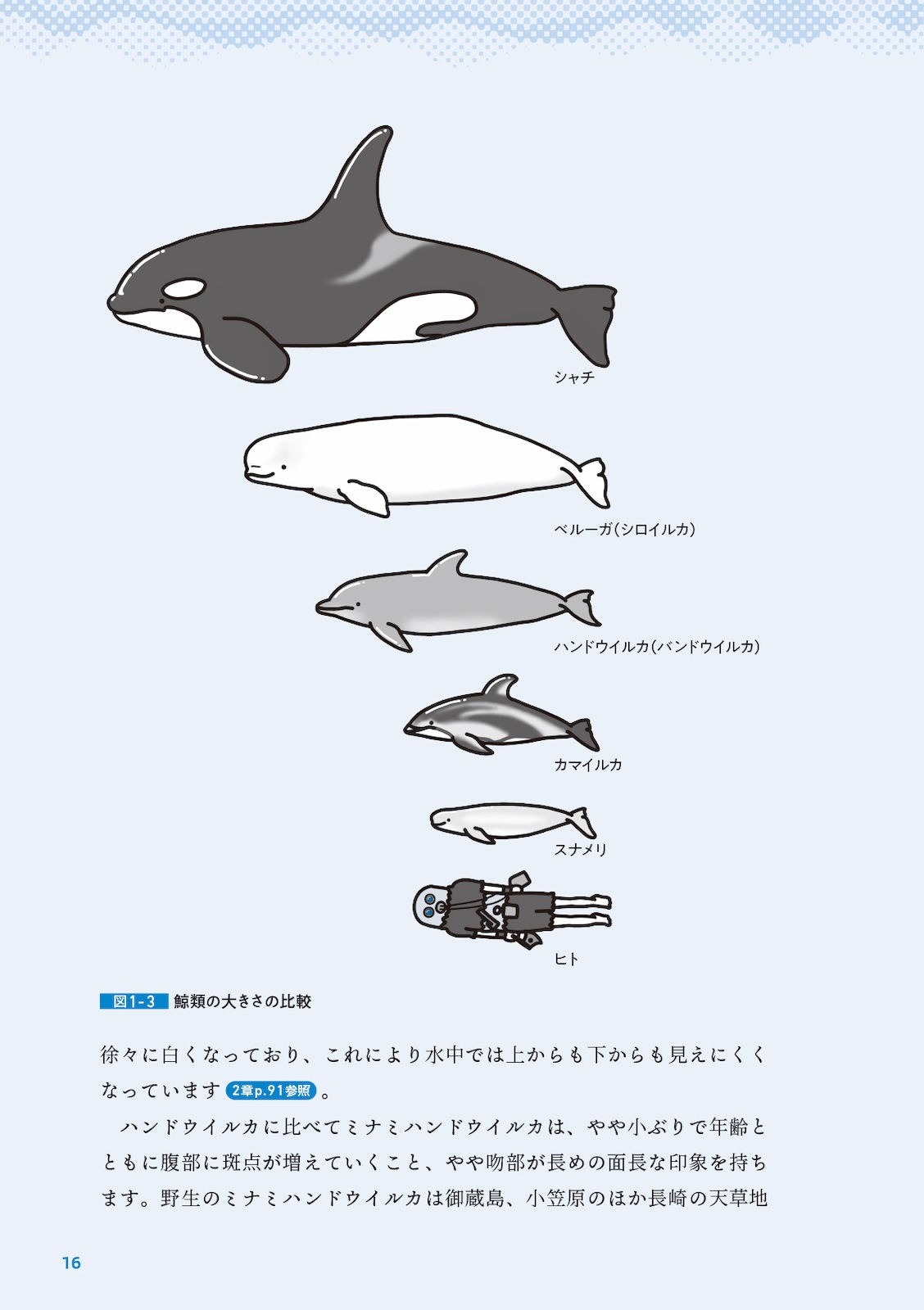 イルカの時間 イラストと科学で巡る旅 | すべての商品 | 株式会社学窓社
