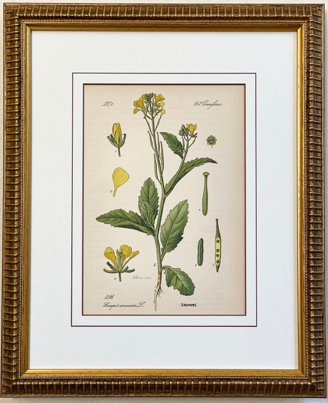 トーメ「ドイツ・オーストリア・スイスの植物」原本 No.296 菜の花