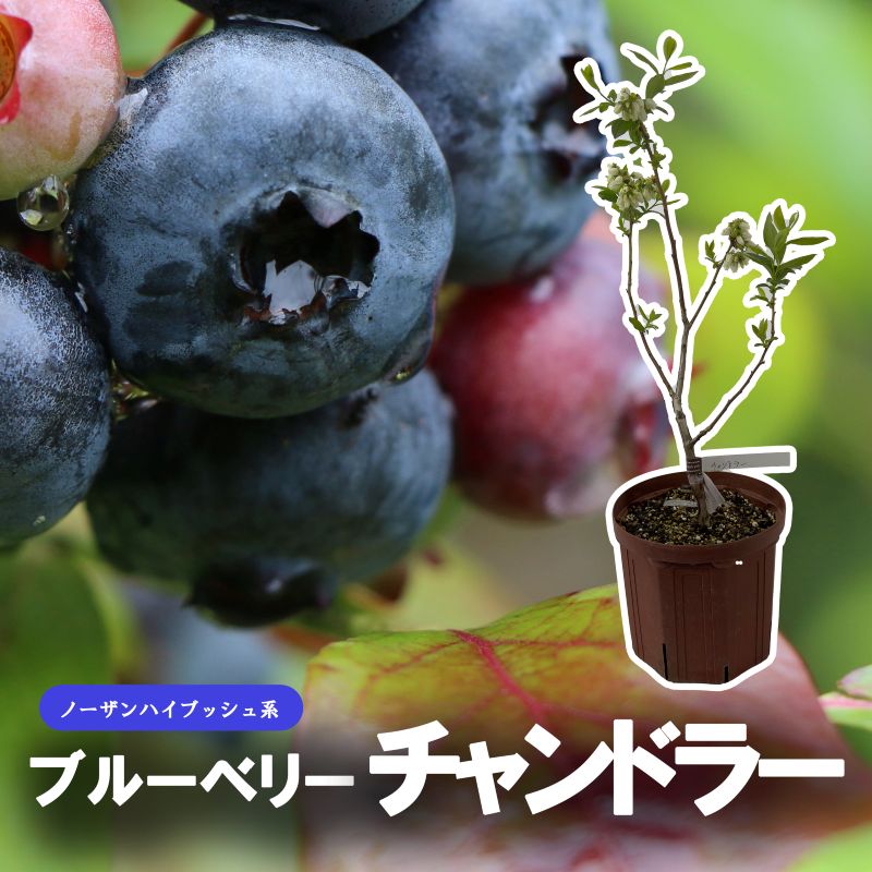 ブルーベリー苗ブリジッタ＆ミスティ大苗2本セット ブルーベリー苗