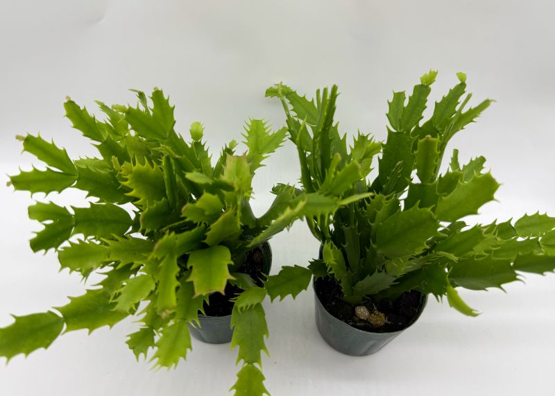 シャコバサボテン デンマークカクタス 9cmポット 赤白 2色混植 苗 greenery