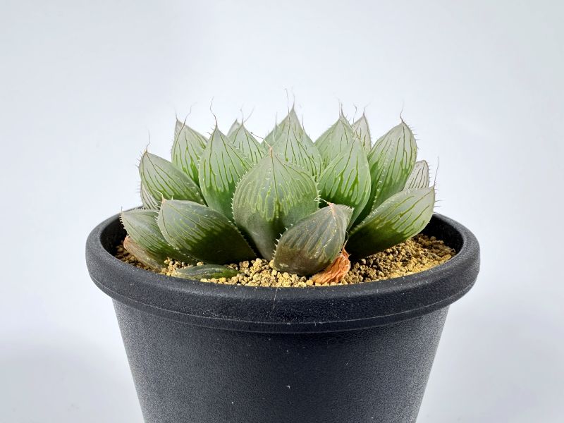 ハオルチア ブルーレンズ 10cm鉢 苗 園芸 ガーデニング 通販 greenery