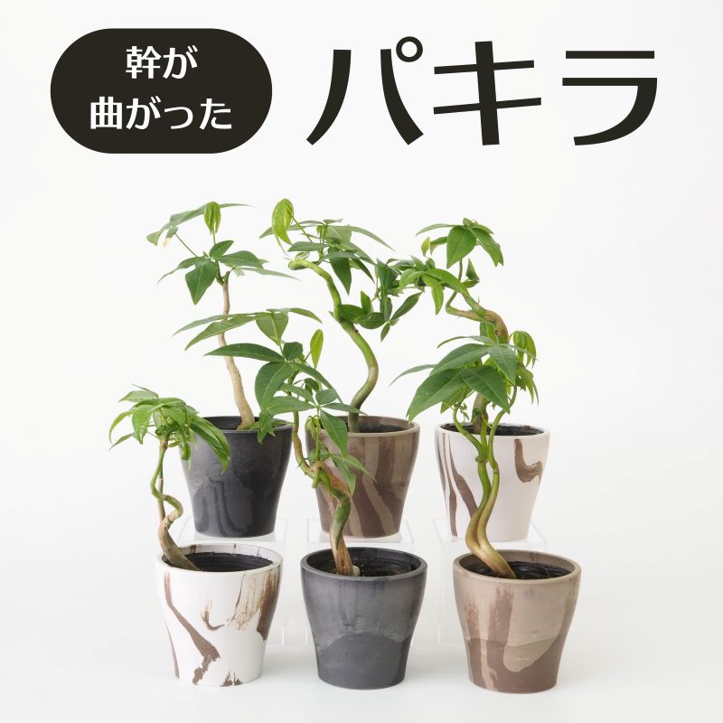 パキラ 曲げ 幹曲がり 9cmポット 苗 園芸 ガーデニング 通販 greenery