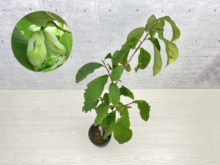 ポポー「宝珠」 接木苗 14cmプラスチック鉢 果樹 通販 greenery