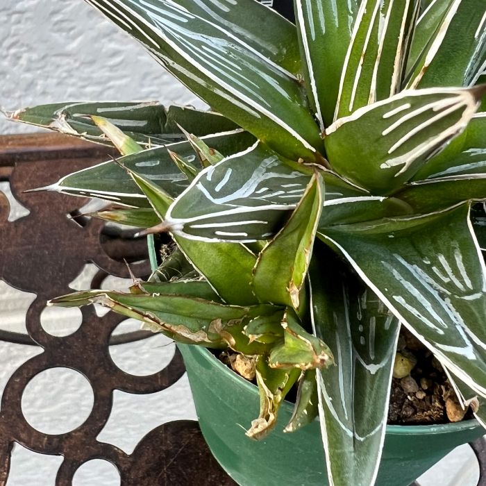 アガベ 姫笹の雪 7cmポット苗 観葉植物 greenery