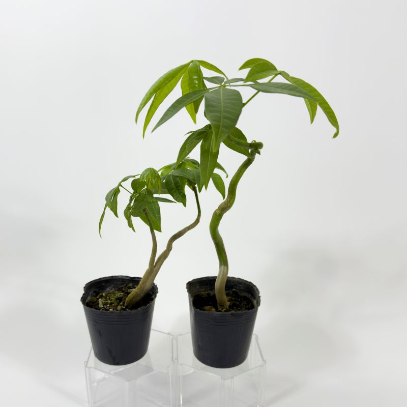 パキラ 曲げ 幹曲がり 9cmポット 苗 園芸 ガーデニング 通販 greenery