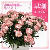 クレマチス アーマンディ系 アップルブロッサム 5号｜草花10-TU | 草花