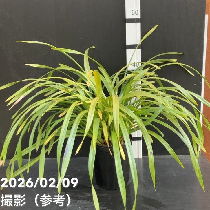 □キーワードから探す,日本ミツバチ,ミツバチ蘭（キンリョウヘン