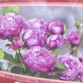 椿 ツバキ 4号 津川絞［こだわりの前田ナーセリー苗］｜花木04-PA