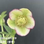 お買い得一点物咲き進み株】加藤農園 愛幸花丸姫 クリスマスローズ 毬