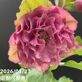 お買い得一点物咲き進み株】加藤農園 クリスマスローズ アフロディーテ