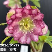 お買い得一点物咲き進み株】加藤農園 セミダブル系多弁クリスマス