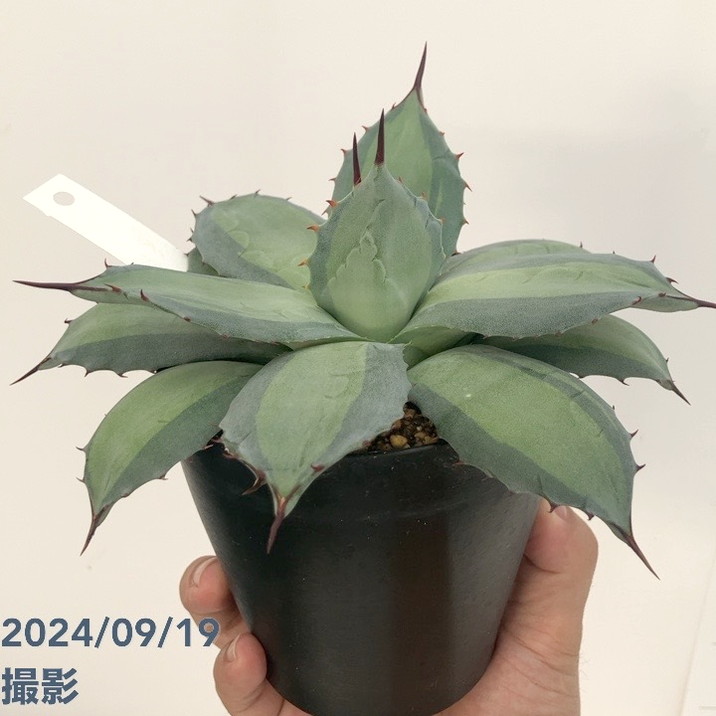 アガベ 4号 パリ―バリエガータ 吉祥天錦 Agave parryi ｜観葉01-D1