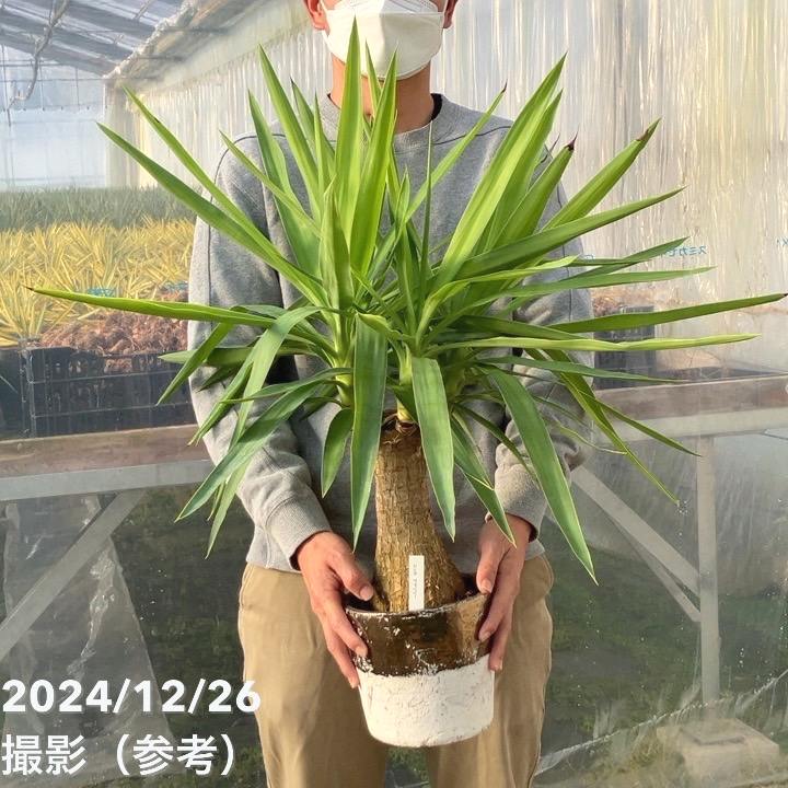 現品お届け】ユッカ 6号 エレファンティペス（Yucca elephantipes