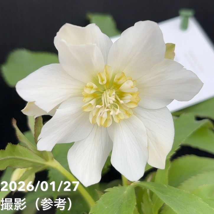 一点物】花郷園 クリスマスローズ パピエ ブランシュ Papier blanche