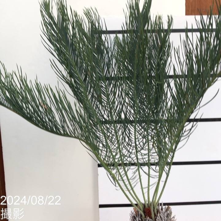 激レア！現品お届け】サイカス カイルンシアナ（ブルーソテツ）9号大鉢