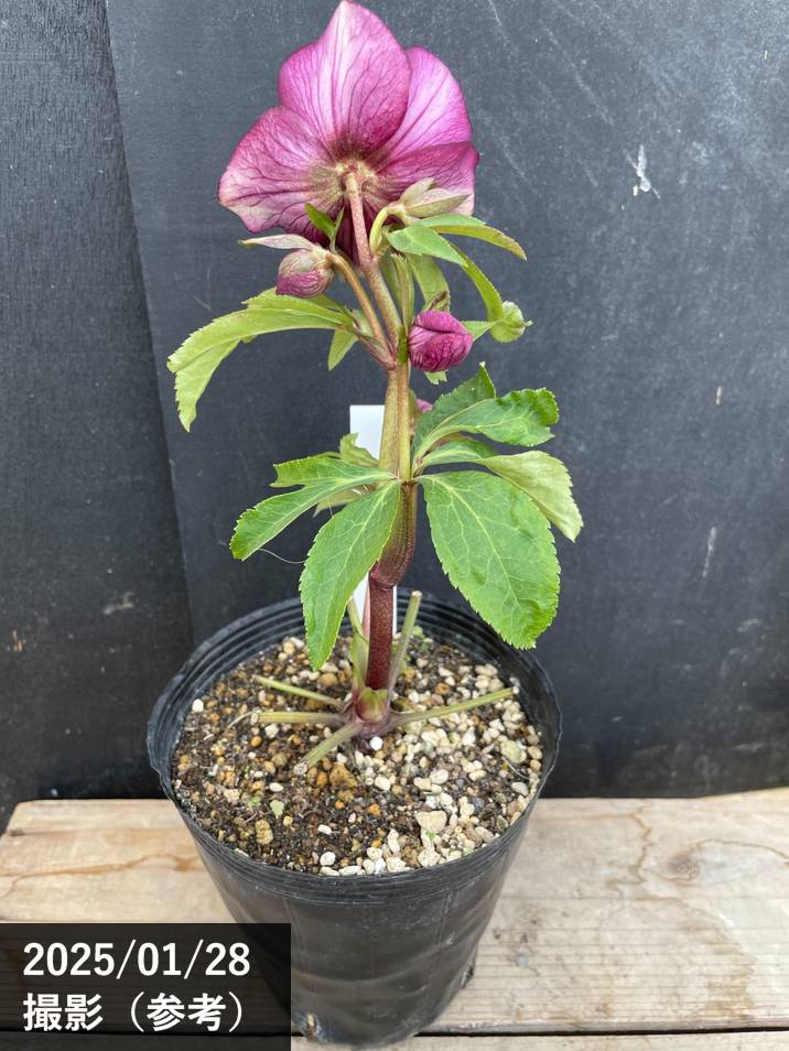 クリスマスローズ 『ディオーネ 』 加藤農園 認定 クリスマスローズ