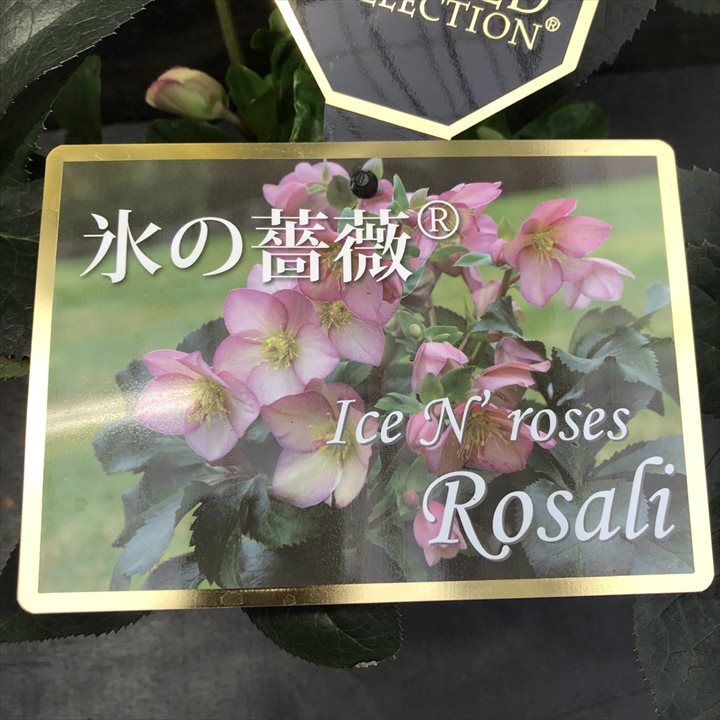 クリスマスローズ 氷の薔薇 6号 ロザリー｜山野04-PA | 草花