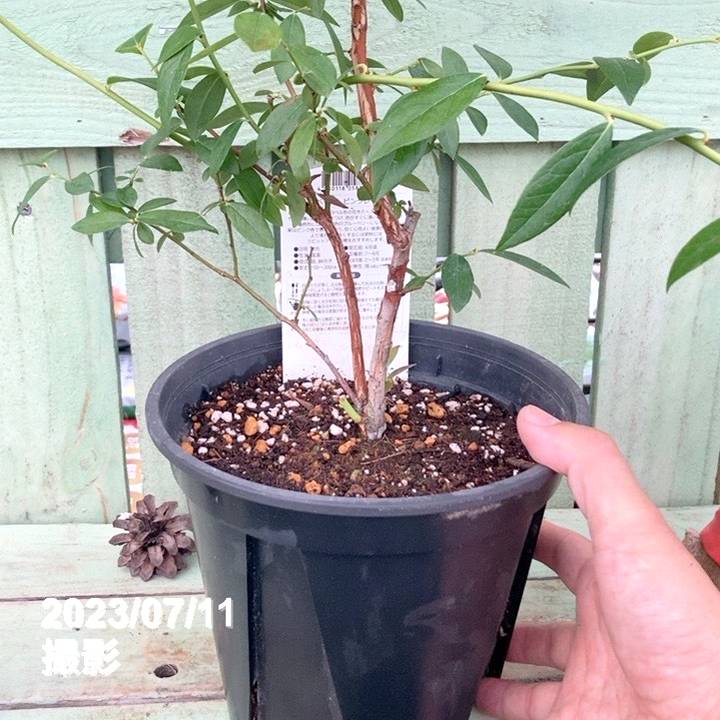 ハイブリッドブルーベリー ピンクレモネード 6号スリット鉢｜果樹04-PA