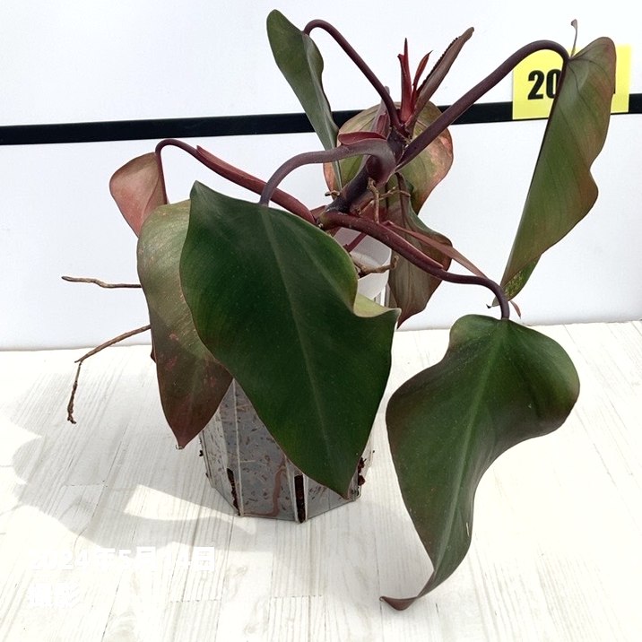 現品お届け】フィロデンドロン ストロベリーシェイク 5号ネガミエル