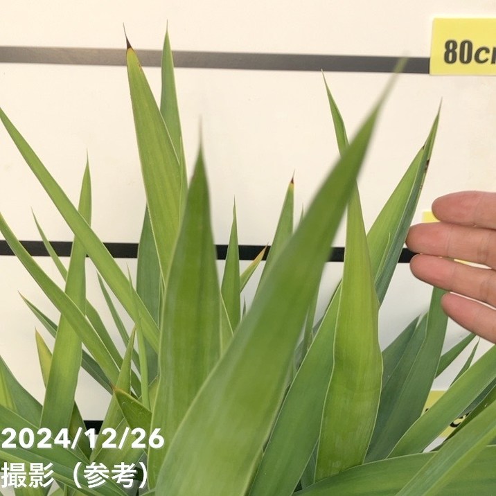 限定3鉢】ユッカ 9号 エレファンティペス（Yucca elephantipes