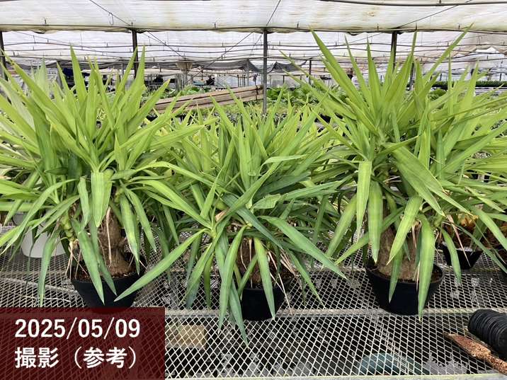 限定3鉢】ユッカ 9号 エレファンティペス（Yucca elephantipes