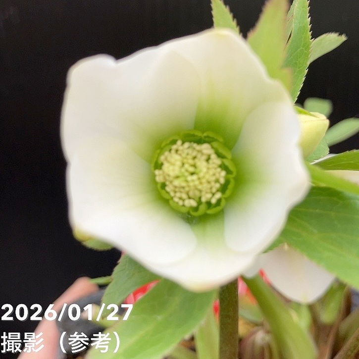 一点物】横山園芸 クリスマスローズ ベビードール（プチドール） 4.5号