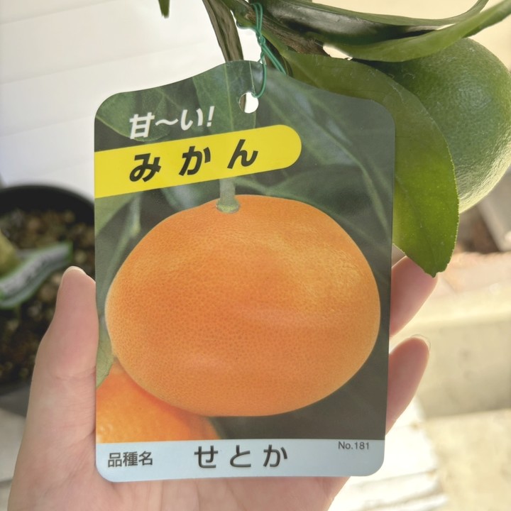 実付き＞みかん せとか 6号 2年生 PVP｜柑橘｜果樹04-PA | 果樹,柑橘