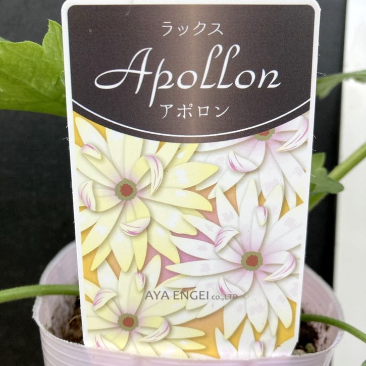 ラナンキュラス ラックスシリーズ 3.5～4号 アポロン｜草花04-PA