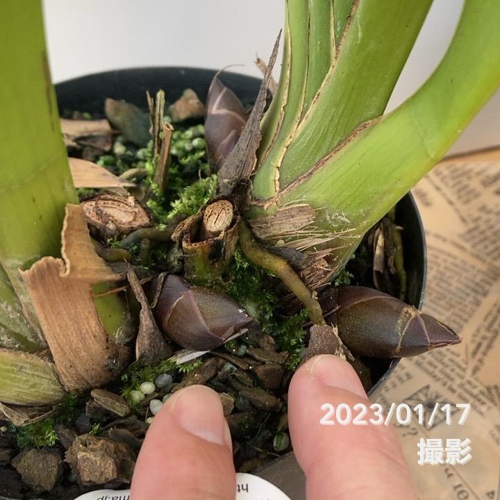 花芽つき確認済み＞フォアゴットンフルーツ 5号｜ミツバチ蘭｜洋蘭10