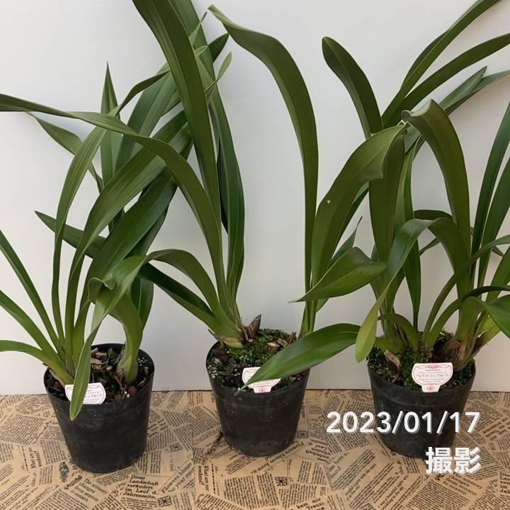 花芽つき確認済み＞フォアゴットンフルーツ 5号｜ミツバチ蘭｜洋蘭10