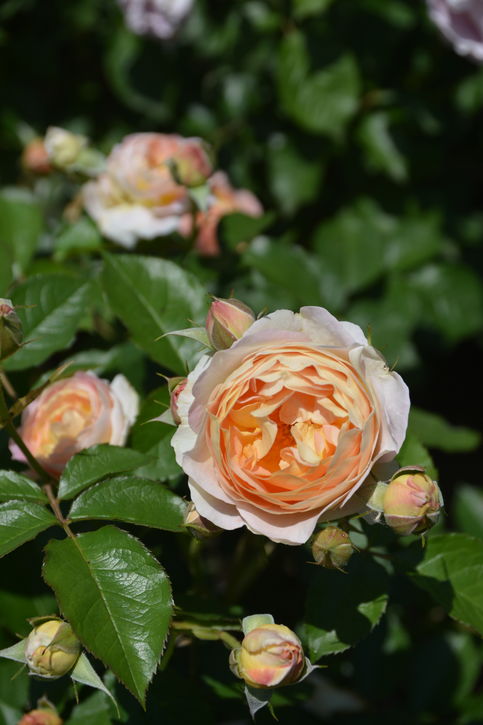 バラ大苗 サシェ 7号 ロサ・オリエンティスプログレッシオ｜花木04-PA