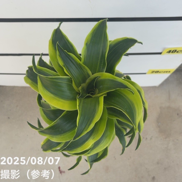 ドラセナ トルネード 6号 斑入り｜観葉10-TU | 観葉・多肉 | 赤塚